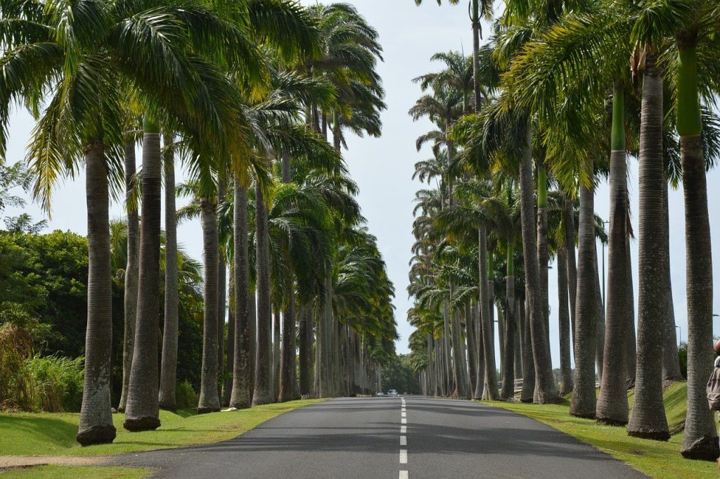 Palmiers en Guadeloupe